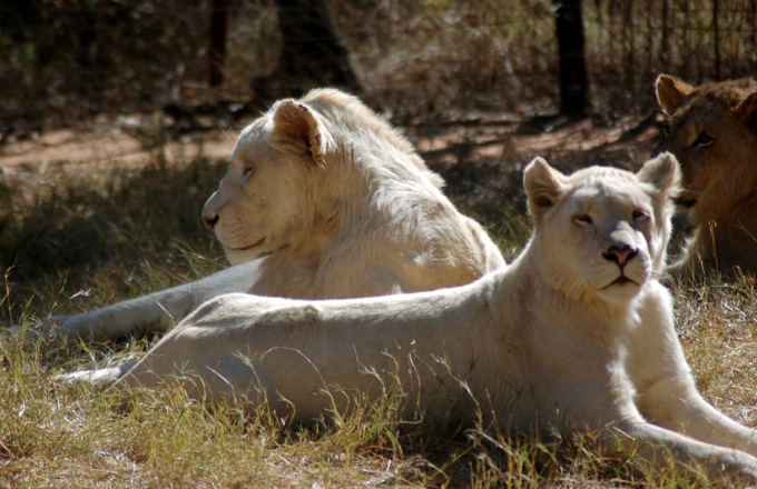 South Africa & Victoria Falls