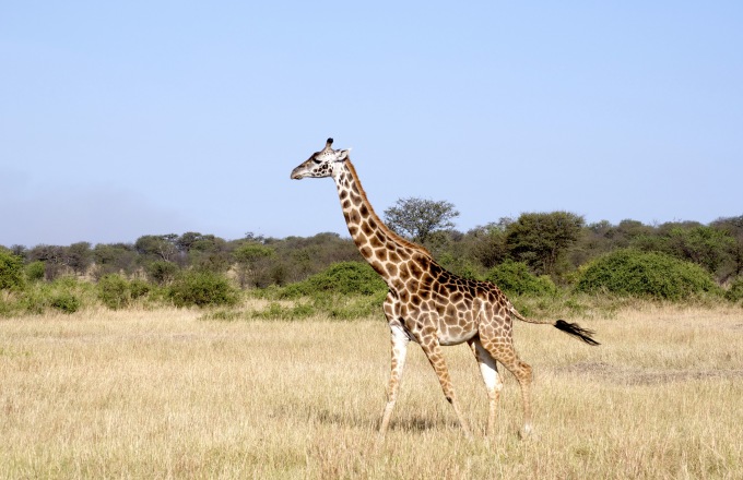 Botswana Safari Explorer