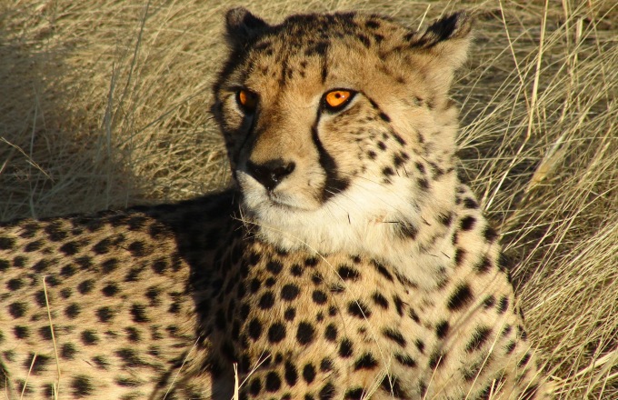Namibia Culture and Wildlife Adventure
