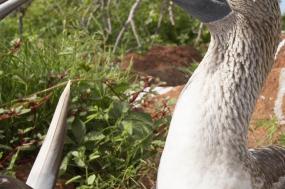 South America Revealed with Brazilian Amazon and Galápagos Legend East Cruise