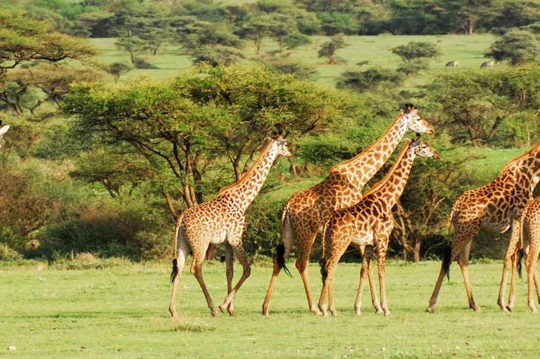 Serengeti & Ngorongoro Safari tour