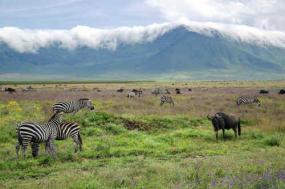 Tanzania Luxury Safari