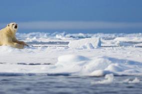 Spitsbergen in Depth