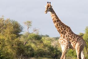 Premium Kenya & Southern Africa Highlights