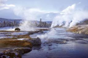 Wonderland: Yellowstone in Winter 2021