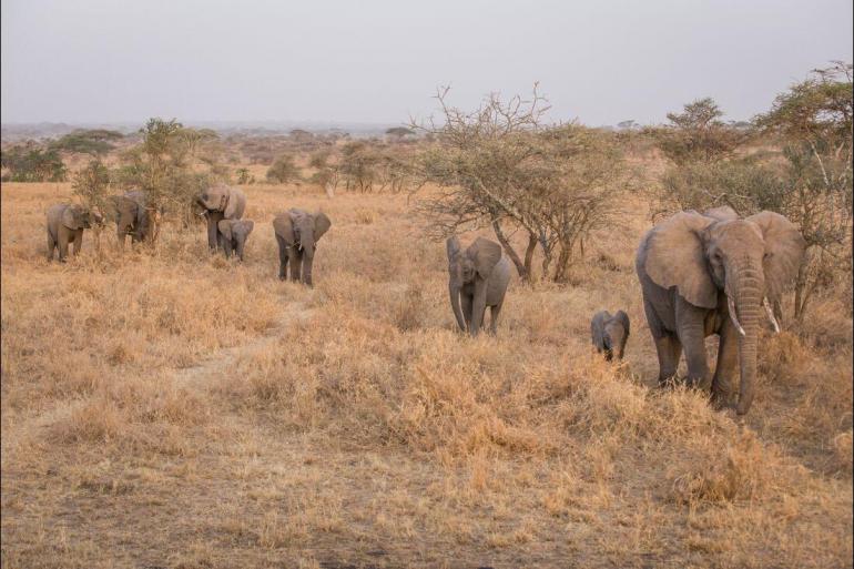 Nature & Wildlife Hiking Serengeti & Kilimanjaro package