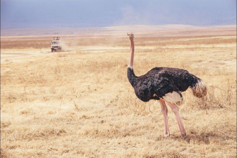 National Parks Wildlife viewing Safari to Kilimanjaro - Machame Route package