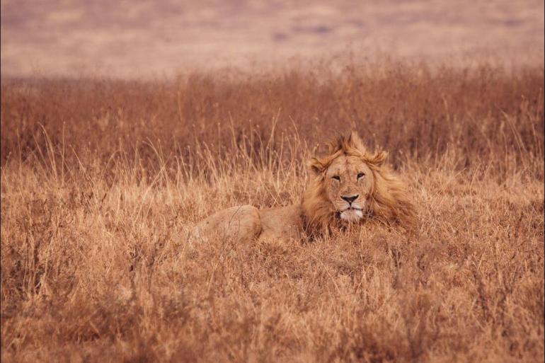 National Parks Wildlife viewing Kilimanjaro & Serengeti Adventure package