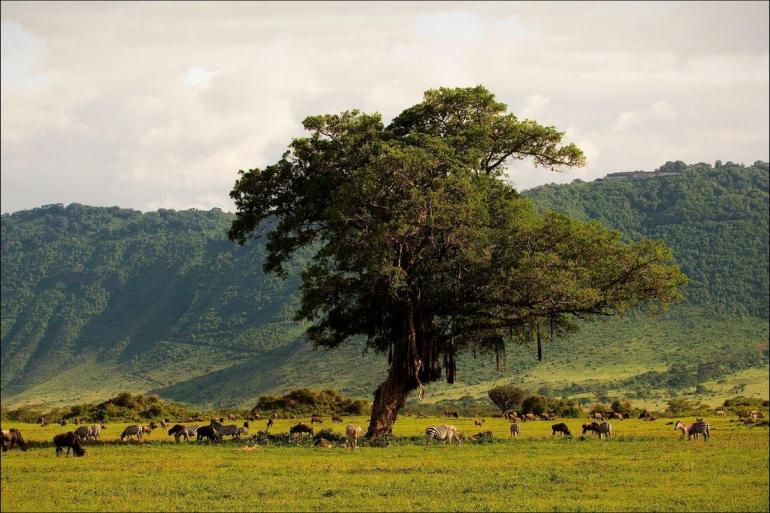 Hiking & Walking Trekking Safari to Kilimanjaro - Machame Route package