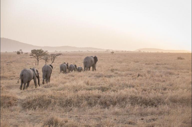 Nature & Wildlife Hiking Safari to Kilimanjaro - Machame Route package