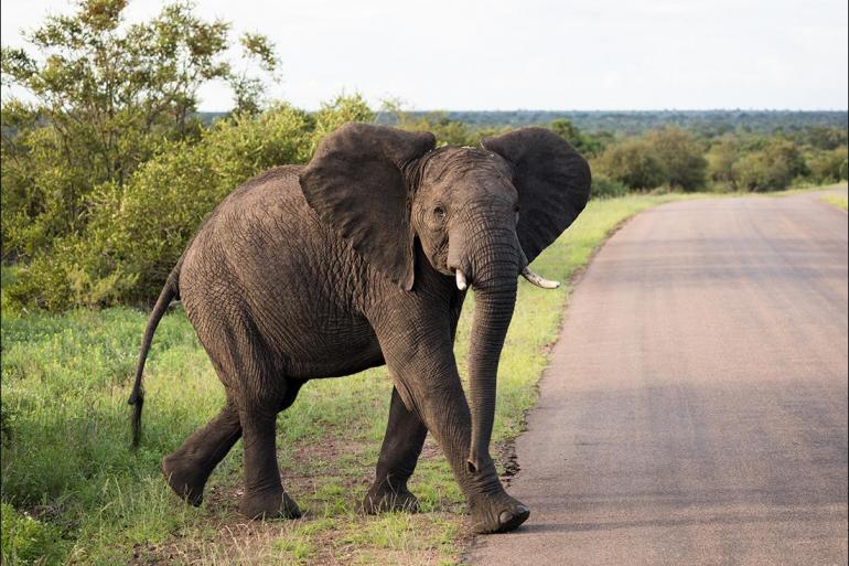 Johannesburg Kruger National Park Explore Southern Africa Trip