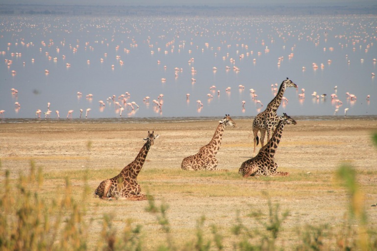Tarangire National Park Zanzibar Tanzania Wildlife Safari Trip