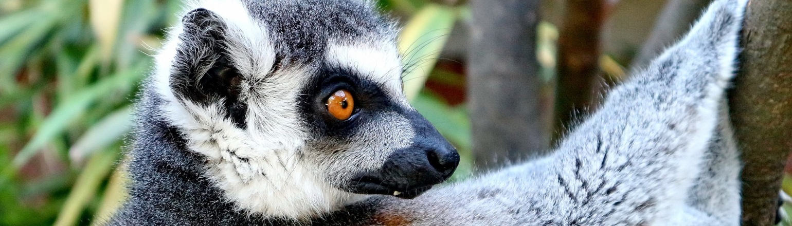 12 Best Things to Do in Madagascar