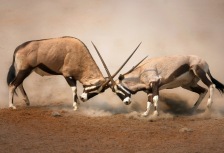Two male Gemsbok spotted fighting while on safari