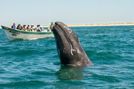 Baja Whale Camp & Kayak tour
