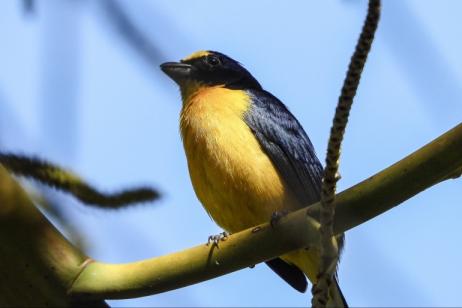Birding in Northern Costa Rica: Tanagers to Toucans