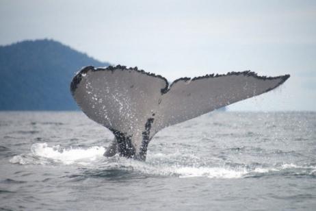 Costa Rica at it’s best- Nature, whales and dolphins