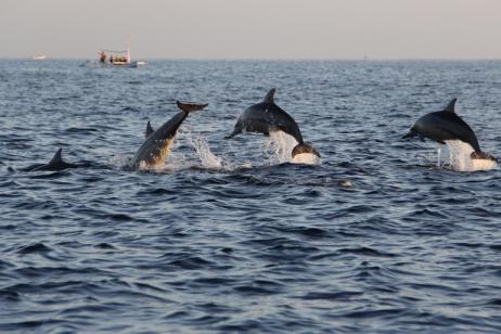 Croatia: Dolphins & Islands Expedition
