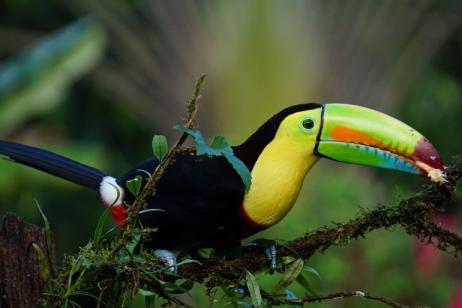 Digital Photography in Nature: Capturing the Best of Costa Rica