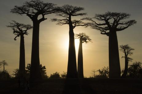 Baobab Quest ~ Beyond the Avenue of the Baobabs