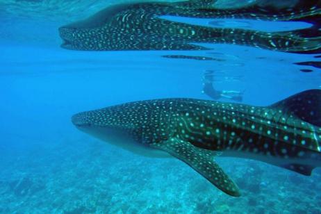 Marine Wildlife of the Maldives