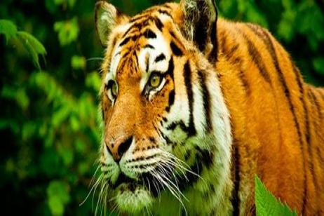 India in 9 days - Amazing Tiger Safari & Classic Taj Mahal - Superior
