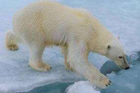 Spitsbergen, East Greenland and Iceland - Northbound