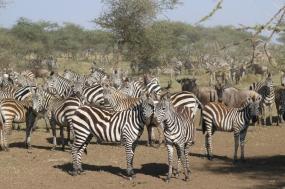 Kenya Adventure Safari – Samburu, Lake Nakuru & Masai Mara