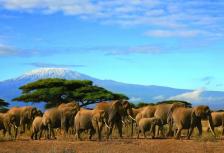 The Plains of Africa Kenya Wildlife Safari - 2022 tour