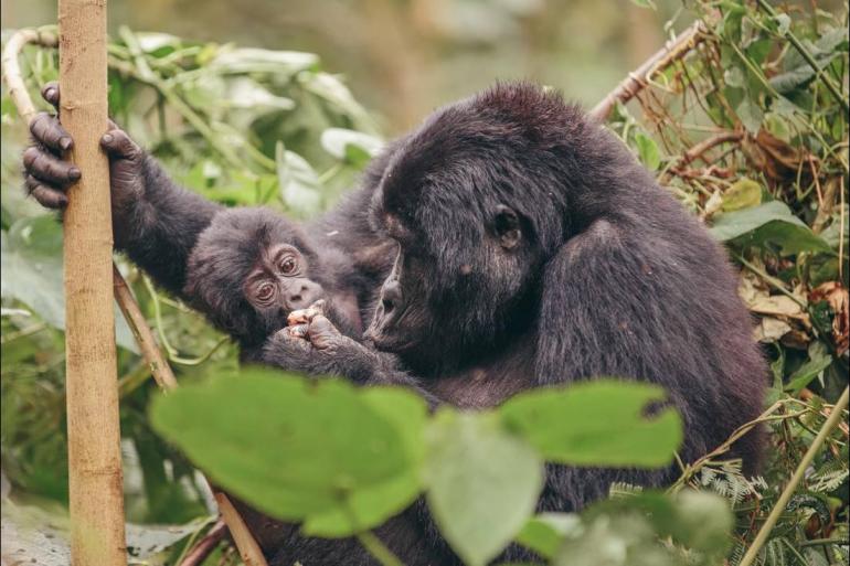Dar es Salaam Kampala Gorillas to Vic Falls Trip