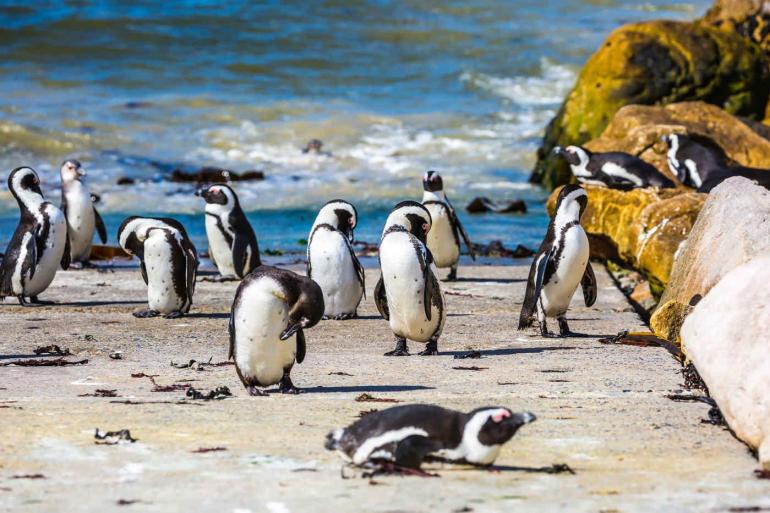 Nature & Wildlife Adventure & Adrenaline Cape Town & the Coast package