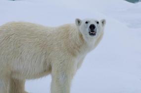 Best of the Western Arctic: Canada and Greenland from Toronto