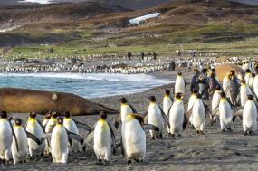 Antarctica, South Georgia & Falklands Odyssey (Ocean Endeavour)