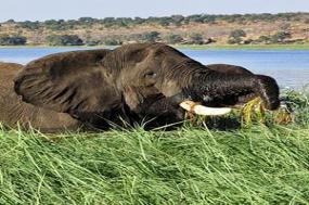 Jewels of Africa with Lake Nakuru National Park Area & Chobe National Park Area