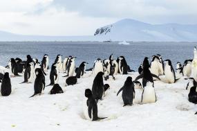Best of Antarctica: Pristine Wilderness (Ocean Endeavour)