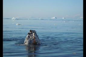 Spitsbergen and north east Greenland: 12-night cruise