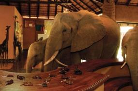 South Luangwa Experience