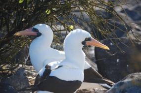 Ecuador, It’s Galapagos Islands And Peru (standard)