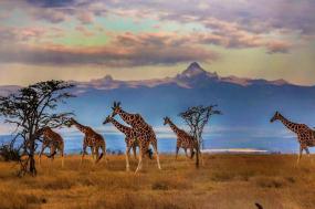 Essence of South Africa with Victoria Falls