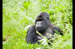 Ultimate primate experience: gorillas, chimps & monkeys