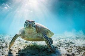 Hidden Galapagos & Peru 2023