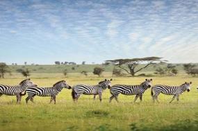 Tanzania Private Safari with Zanzibar