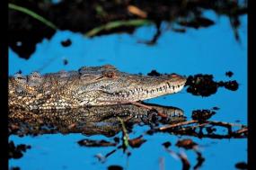 Botswana's Okavango Delta and Victoria Falls safari