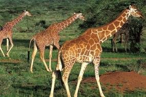 Essence of South Africa