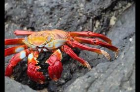 Wildlife of Ecuador: Amazon and Galapagos