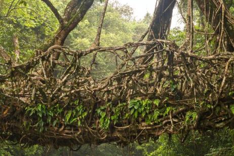 India Expedition: Tea & Tribes tour