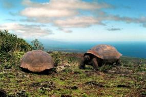 Galapagos