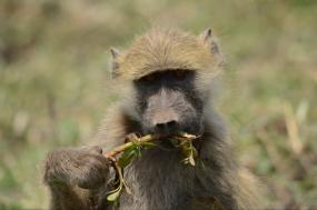 Exploring Botswana and Victoria Falls without small aircraft