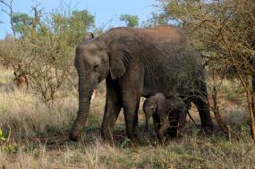 Cape Town, Kruger & Victoria Falls