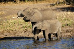Botswana Safari in Style 2021